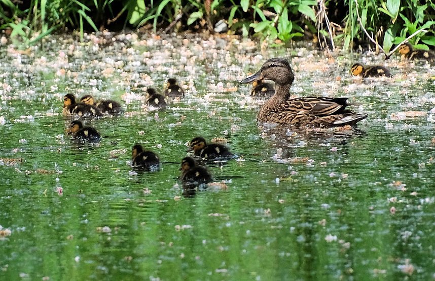 Peter Blei unterwegs entlang der Zorge