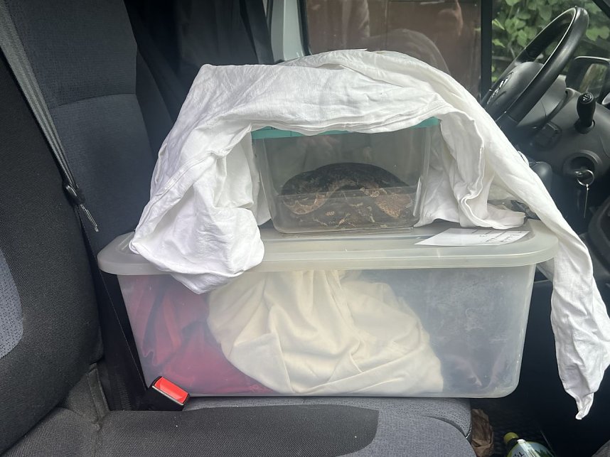 Krokodile und Schlagen in Obhut genommen