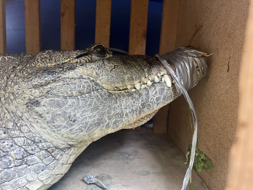 Krokodile und Schlagen in Obhut genommen