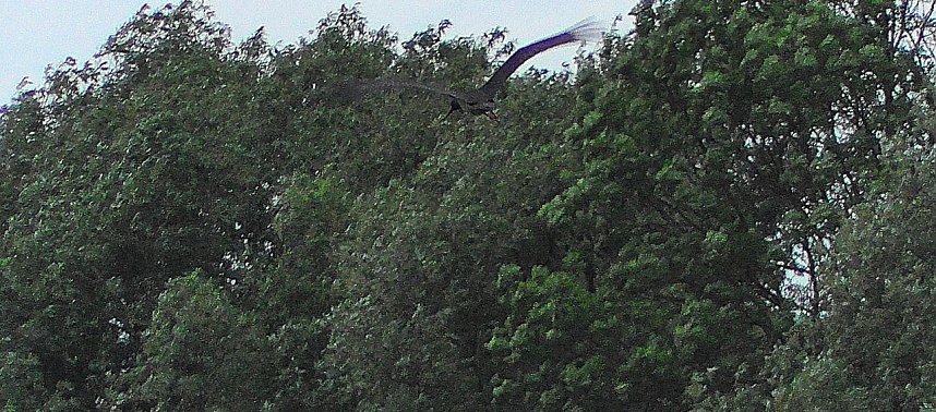 Schwarzstorch und Reiher in der Goldenen Aue