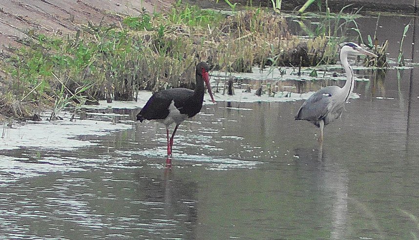 Schwarzstorch und Reiher in der Goldenen Aue