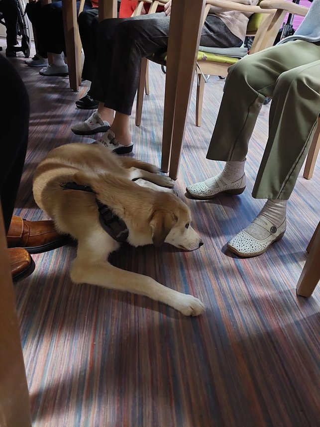 Gemeinsames Zuhause von Bewohner und Tier - in Werther gibt es jetzt einen Therapiehund