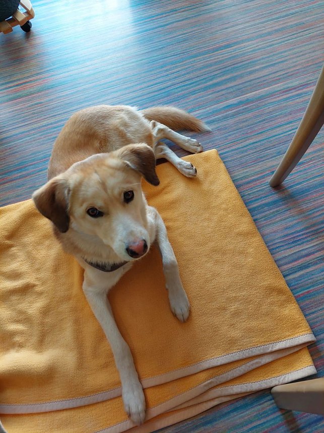 Gemeinsames Zuhause von Bewohner und Tier - in Werther gibt es jetzt einen Therapiehund