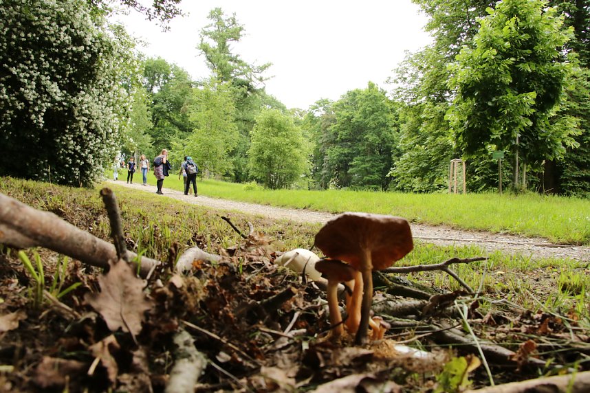 Waldjugendspiele 2025 im Park Hohenrode