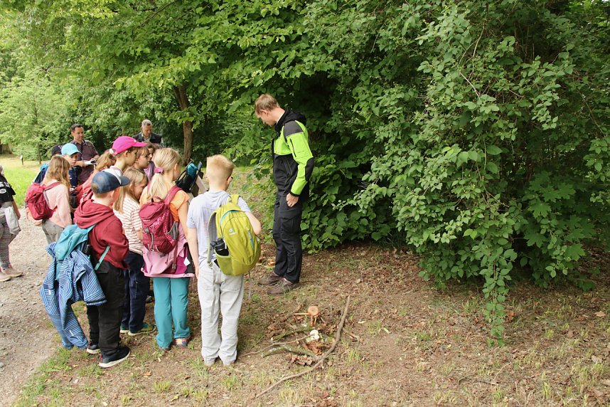Waldjugendspiele 2025 im Park Hohenrode