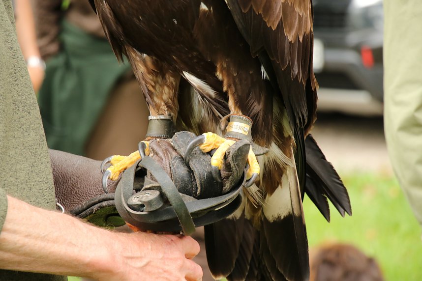 Waldjugendspiele 2025 im Park Hohenrode