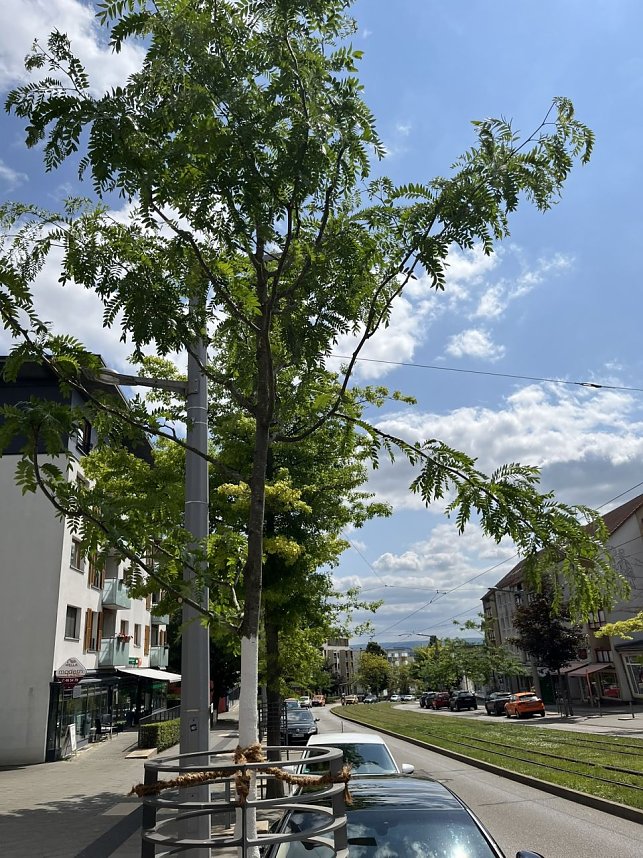 Die EVN unterst&uuml;tzt die Pflanzaktion "Th&uuml;ringen bl&uuml;ht auf"