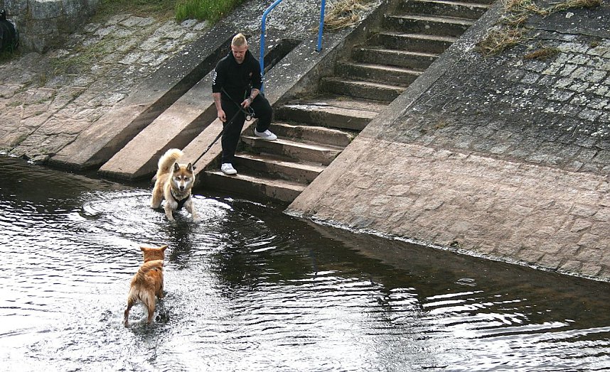Therapie-Hunde am Stausee Kelbra