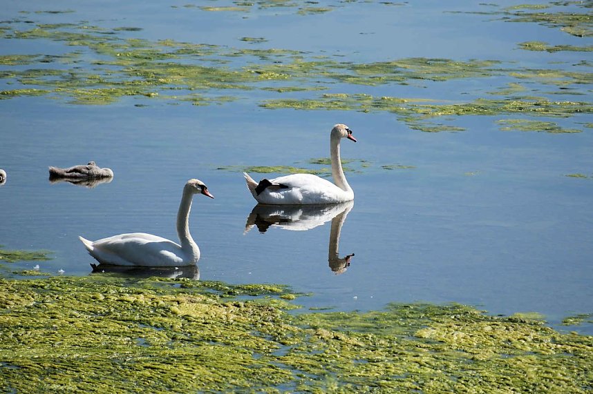 Peter Blei unterwegs am Stausee Kelbra 