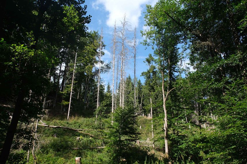 Peter Blei unterwegs im Birkenmoor