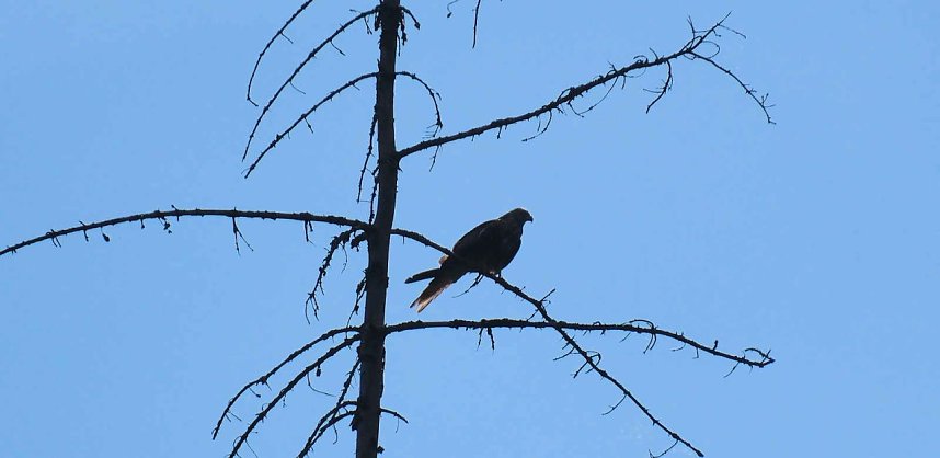 Peter Blei unterwegs im Birkenmoor