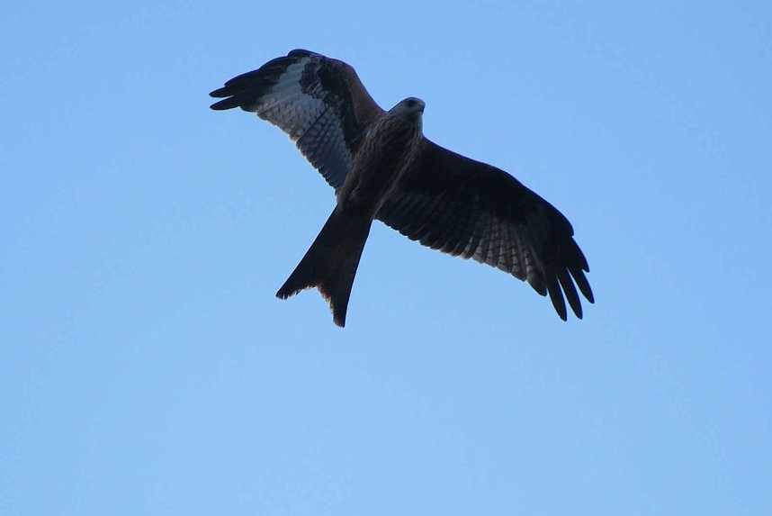 Peter Blei unterwegs im Birkenmoor