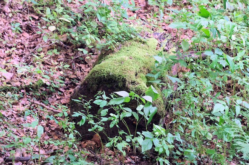 Peter Blei unterwegs im Birkenmoor
