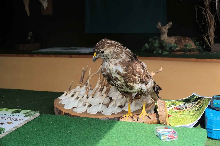 Scheinenhof-Fest mit Hobby Horsing