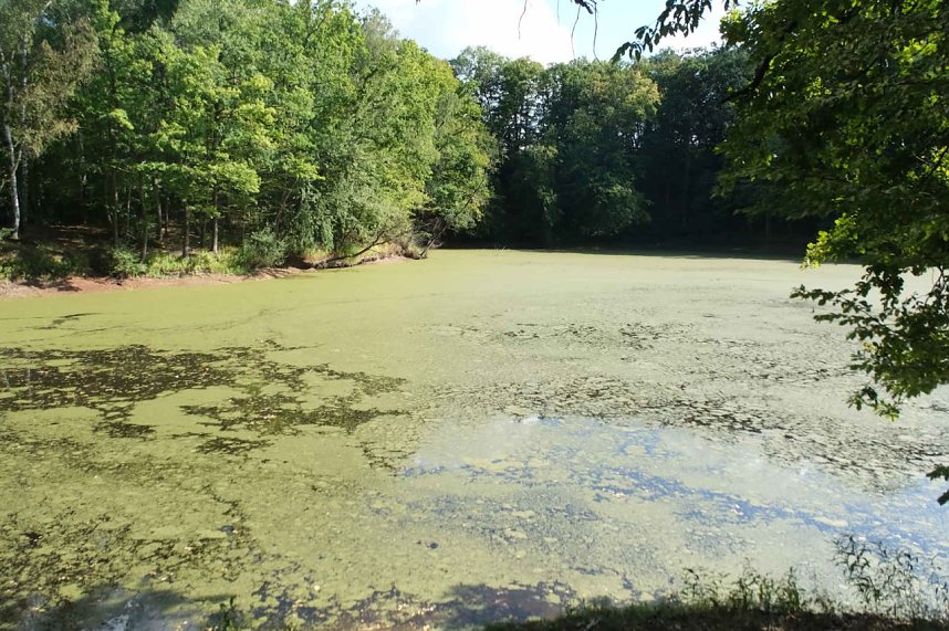 Peter Blei unterwegs am Wiesenteich