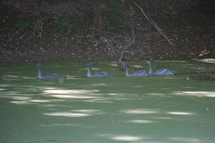 Peter Blei unterwegs am Wiesenteich