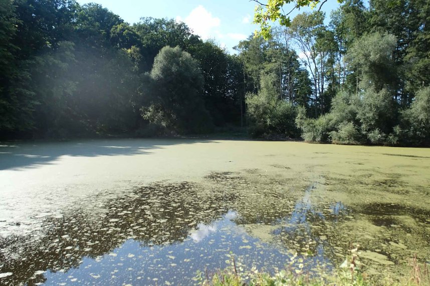 Peter Blei unterwegs am Wiesenteich