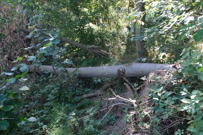 Peter Blei unterwegs am Wiesenteich