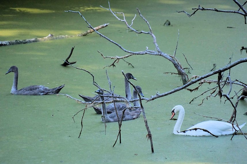 Peter Blei unterwegs am Wiesenteich