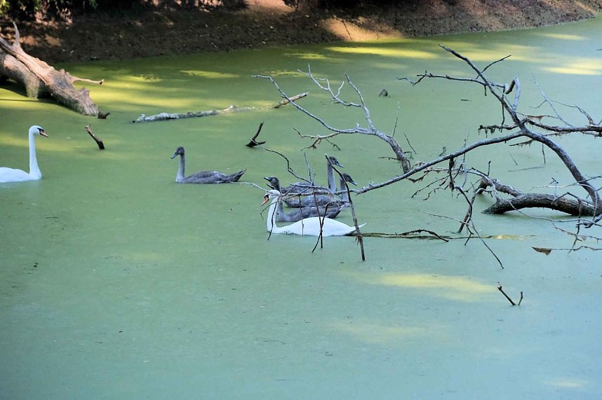Peter Blei unterwegs am Wiesenteich
