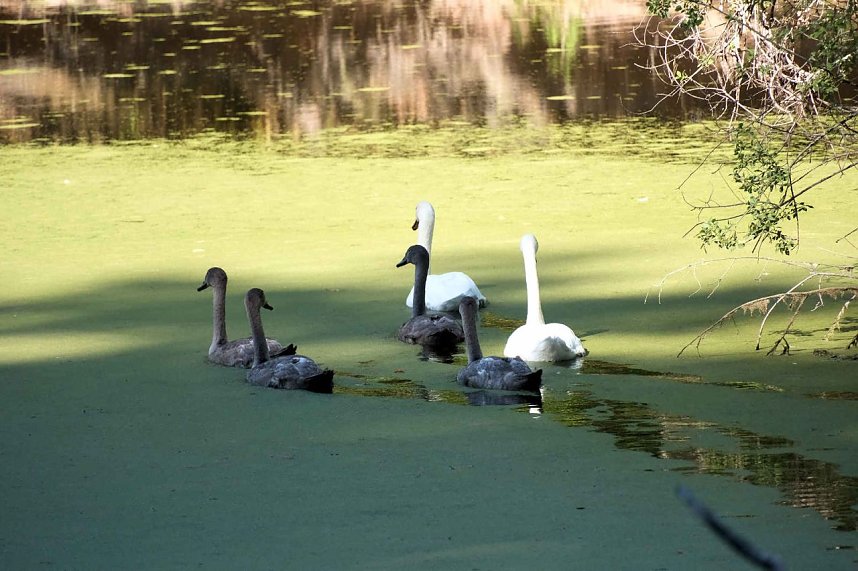 Peter Blei unterwegs am Wiesenteich