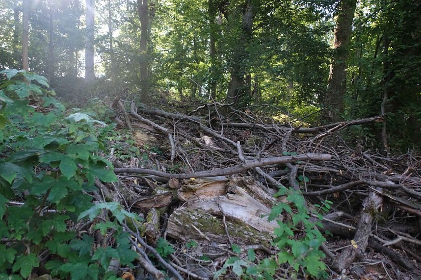 Peter Blei unterwegs am Wiesenteich