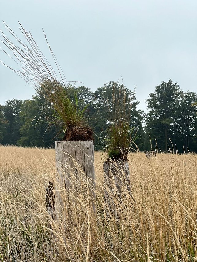 Mit dem Spaten f&uuml;r den Wald - die beiden neunten Klassen der Regelschule Niedersachswerfen halfen bei der Wiederaufforstung im Harz