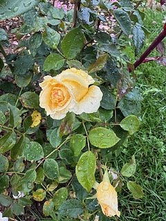 Die Herzsportgruppe machte sich auf den Weg nach Nebra und zu duftenden Rosen