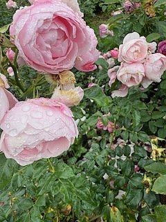 Die Herzsportgruppe machte sich auf den Weg nach Nebra und zu duftenden Rosen