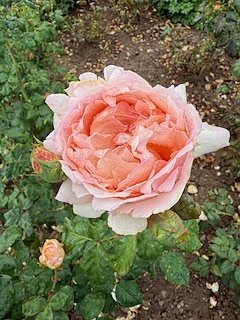 Die Herzsportgruppe machte sich auf den Weg nach Nebra und zu duftenden Rosen