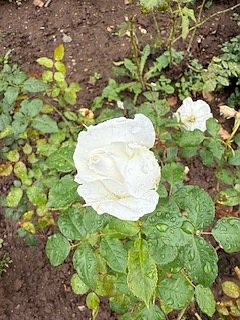 Die Herzsportgruppe machte sich auf den Weg nach Nebra und zu duftenden Rosen