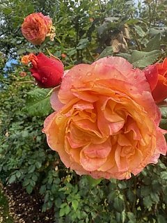 Die Herzsportgruppe machte sich auf den Weg nach Nebra und zu duftenden Rosen