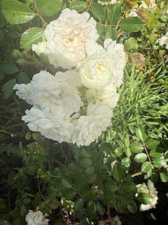Die Herzsportgruppe machte sich auf den Weg nach Nebra und zu duftenden Rosen