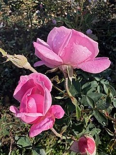 Die Herzsportgruppe machte sich auf den Weg nach Nebra und zu duftenden Rosen