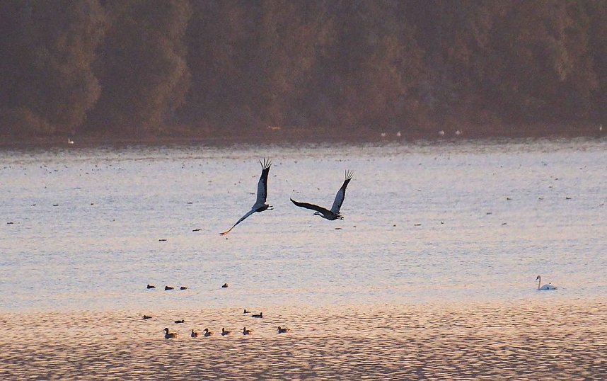 Peter Blei unter Kranichen