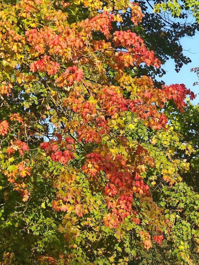 Herbststimmung in Nordhausen