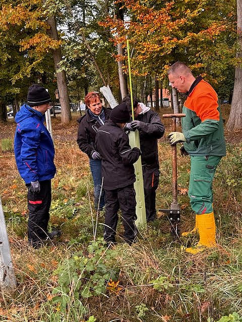Baumpflanzungen im Stadtwald