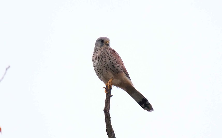Peter Blei unterwegs in der Windl&uuml;cke