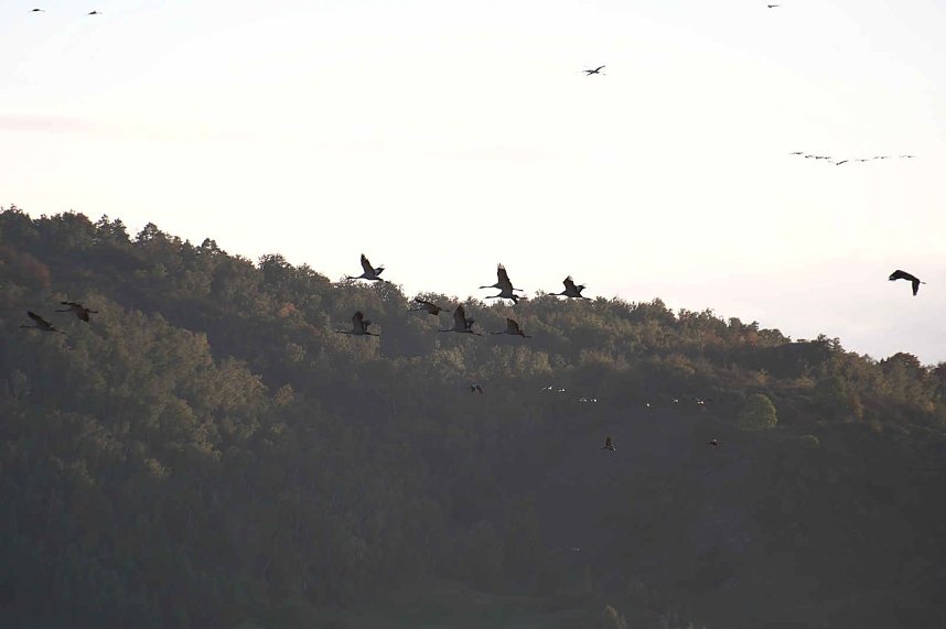 Kraniche &uuml;ber dem S&uuml;dharz