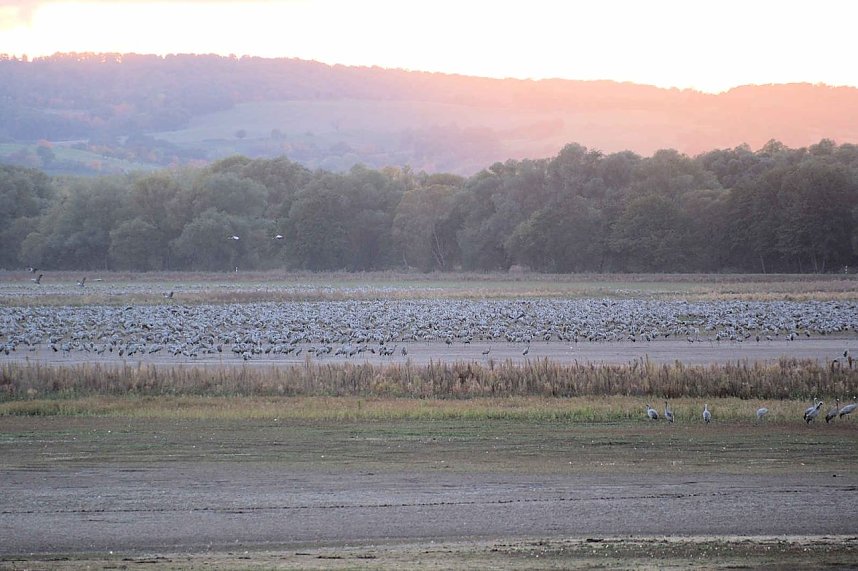 Kraniche &uuml;ber dem S&uuml;dharz