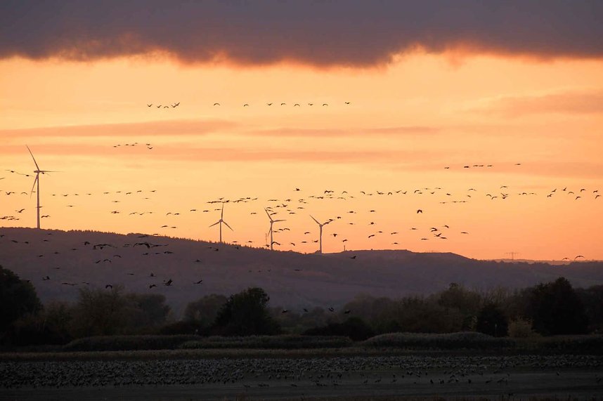 Kraniche &uuml;ber dem S&uuml;dharz
