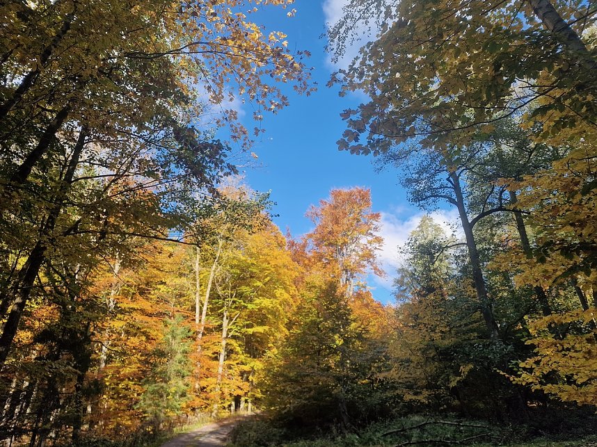 Herbstwanderung im S&uuml;dharz