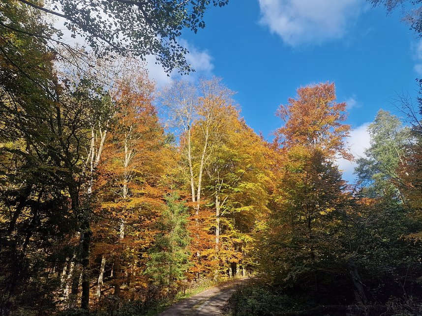Herbstwanderung im S&uuml;dharz