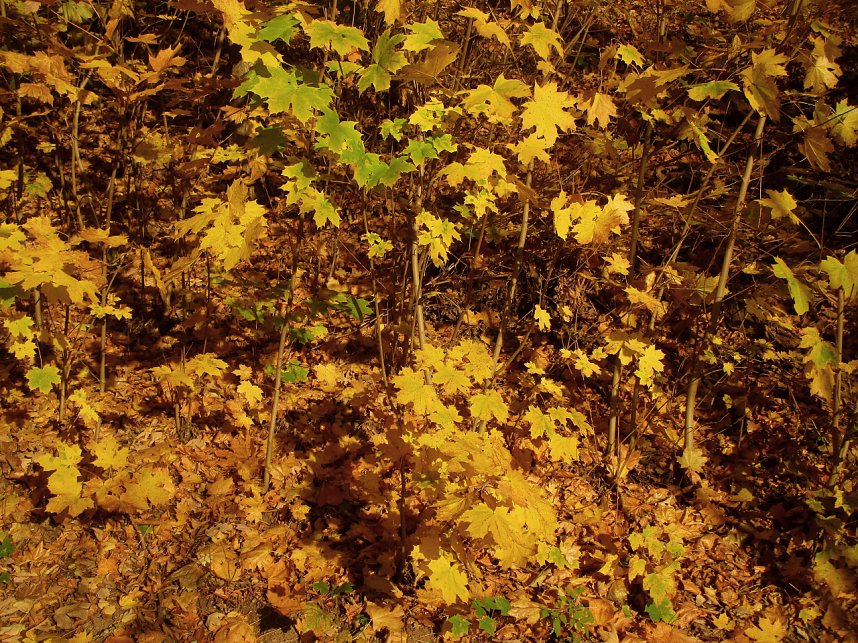 Goldener Herbst im Gehege