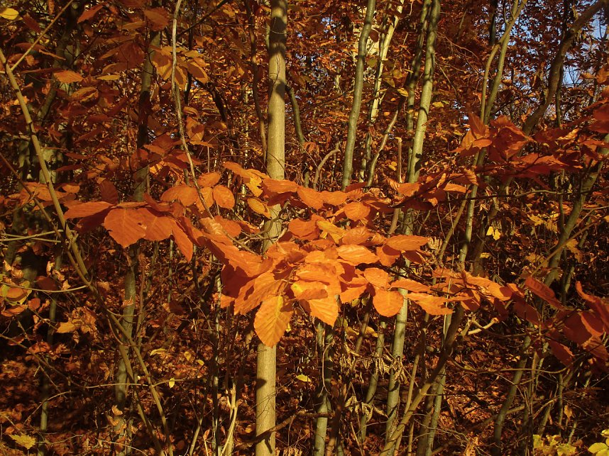 Goldener Herbst im Gehege