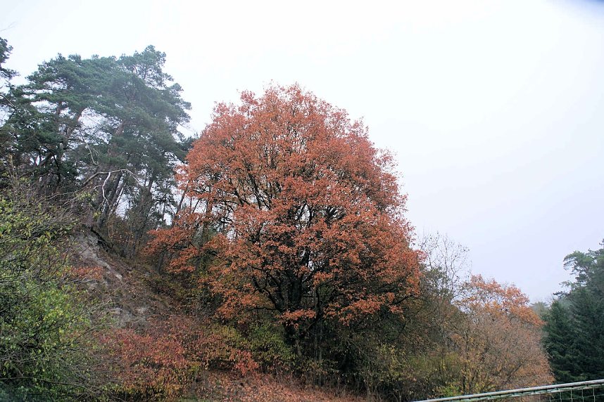 Peter Blei unterwegs im Urwald