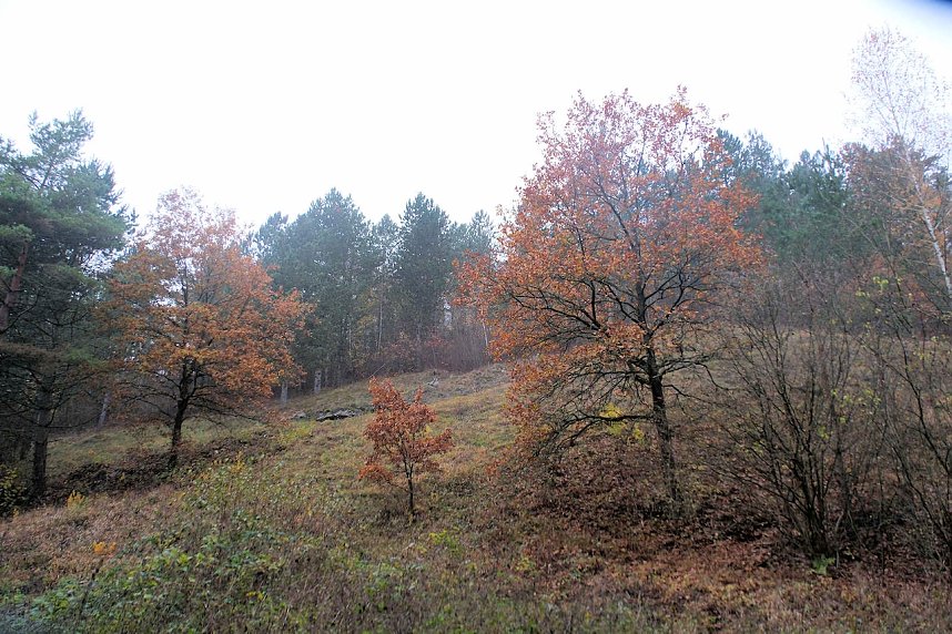 Peter Blei unterwegs im Urwald