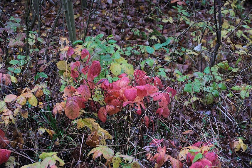 Peter Blei unterwegs im Urwald