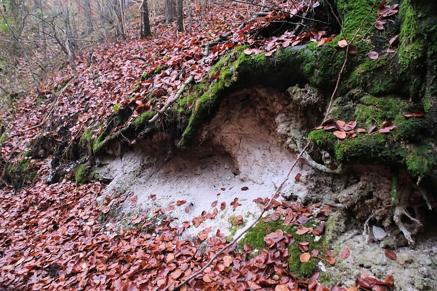 Peter Blei unterwegs im Urwald
