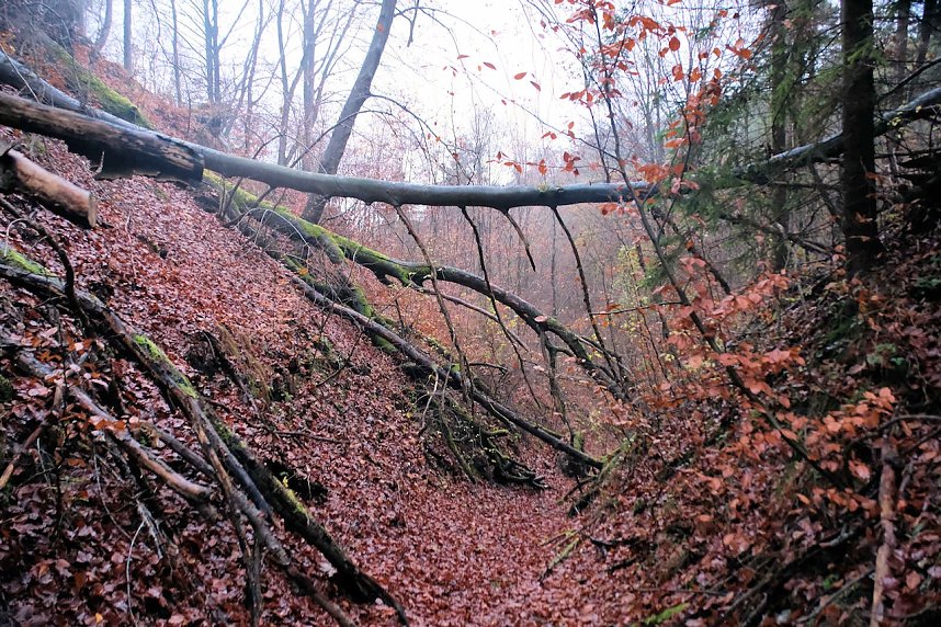 Peter Blei unterwegs im Urwald